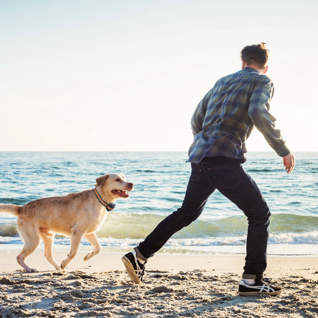 Dog Wireless GPS Fence and Tracker Big Dog Pawz