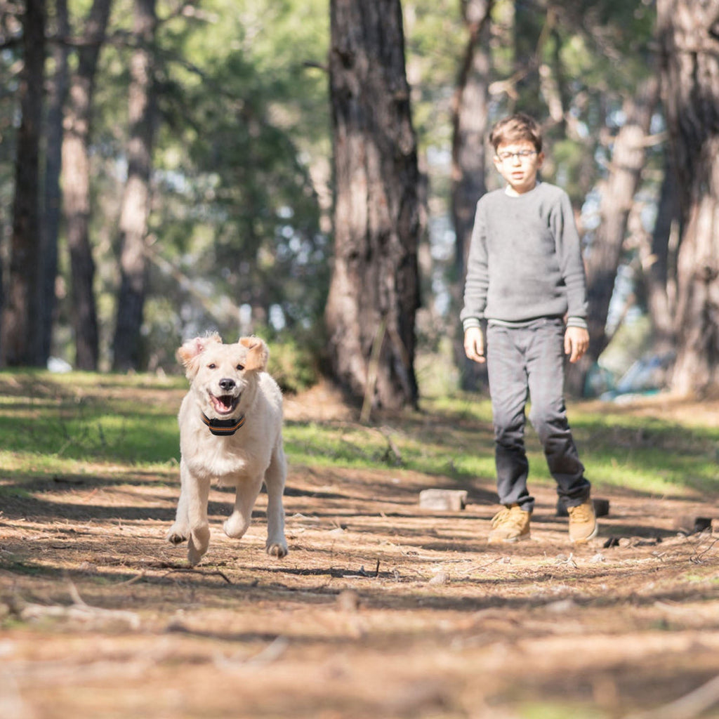 Dog Wireless GPS Fence and Tracker Big Dog Pawz